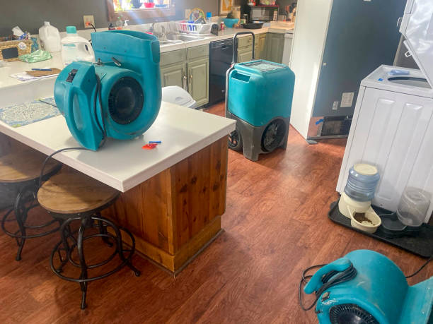 Best Mold removal after water damage  in Milliken, CO